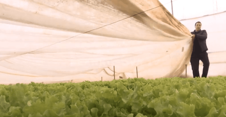 Acari dëmton sallatat (VIDEO)