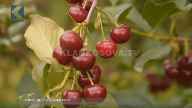Si kultivohen vishnjet ? (VIDEO)
