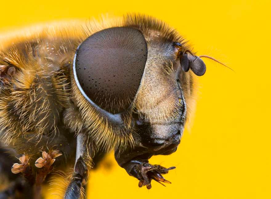 Pasi t’i shikoni këto fotografi, do të ndryshoni mendim për insektet (FOTO)