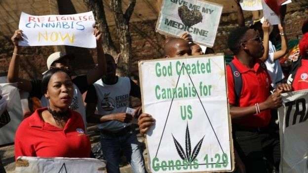 Afrika Jugore legalizon përdorimin e kanabisit