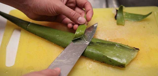 Përmbajtja magjike e Aloe Vera