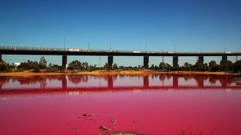 Liqeni merr ngjyrë rozë në Australi (FOTO)