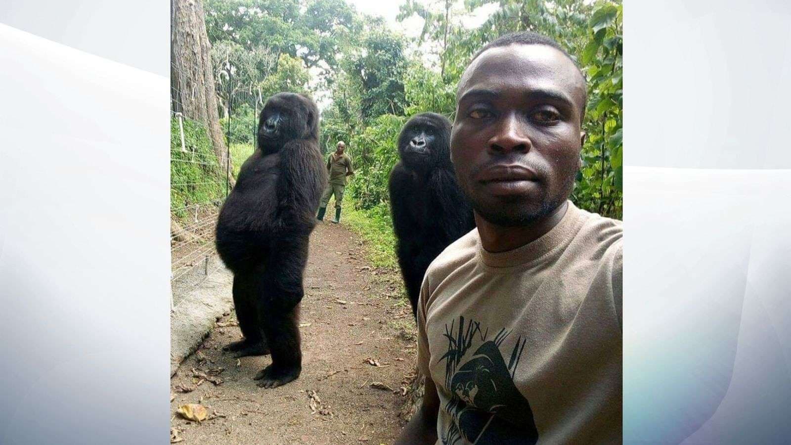 E jashtëzakonshme, gorillat e Kongos realizojnë selfie (FOTO)