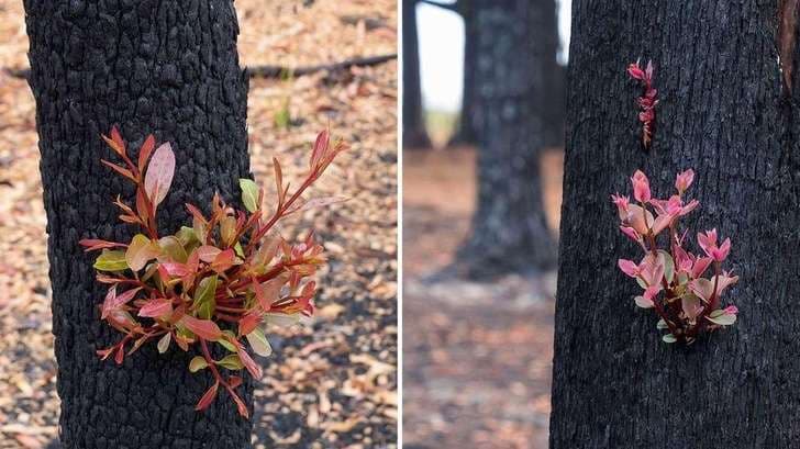 Fotografitë e reja nga Australia: Jeta sërish mbizotëron