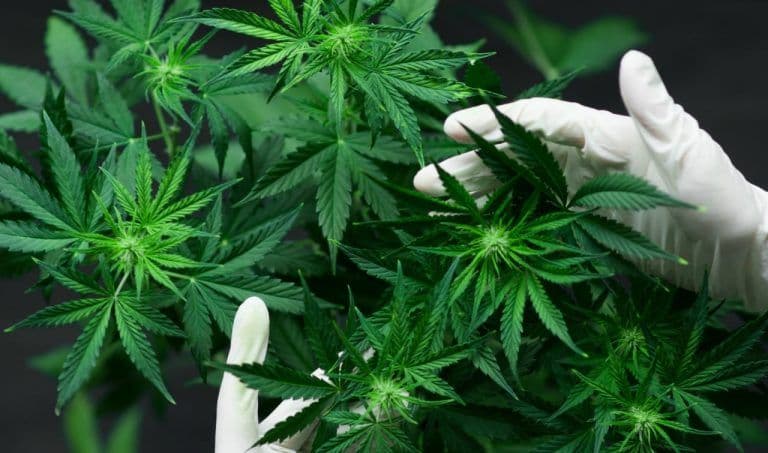 540 bimë narkotike asgjësohen në Istog