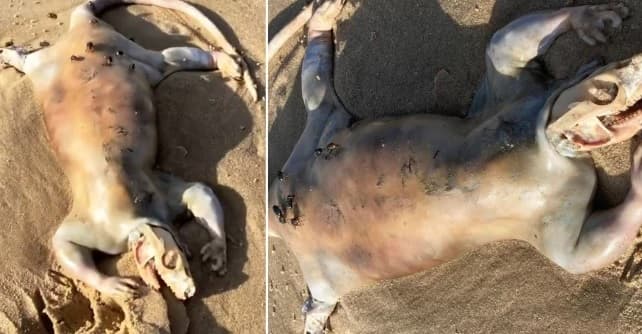Një krijesë e çuditshme, e ngjashme me alienët, del në plazhin australian (FOTO)