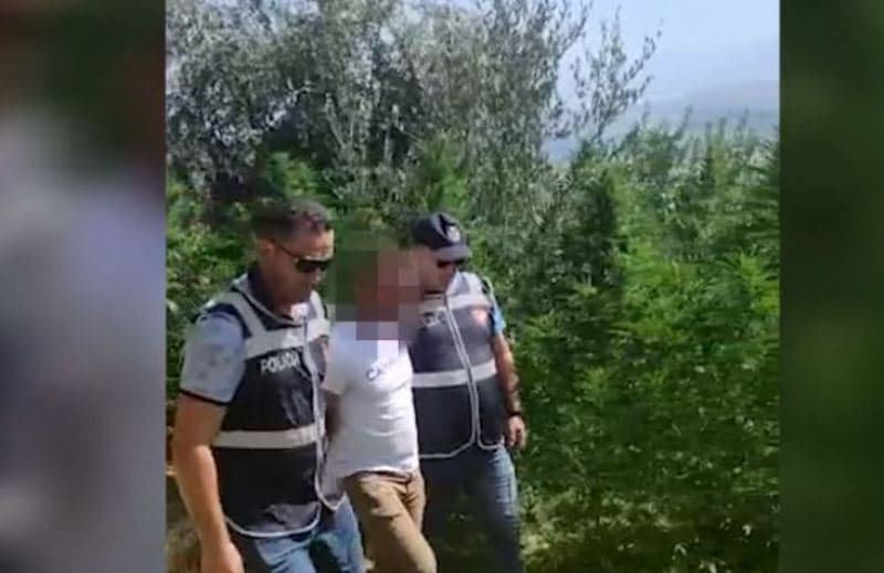 Arrestohet një 39-vjeçar në Mallakastër për kultivim të lëndëve narkotike