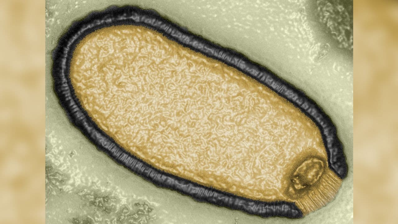 Shkencëtarët ringjallën një virus 'zombi' që ndenji 48,500 vjet i ngrirë