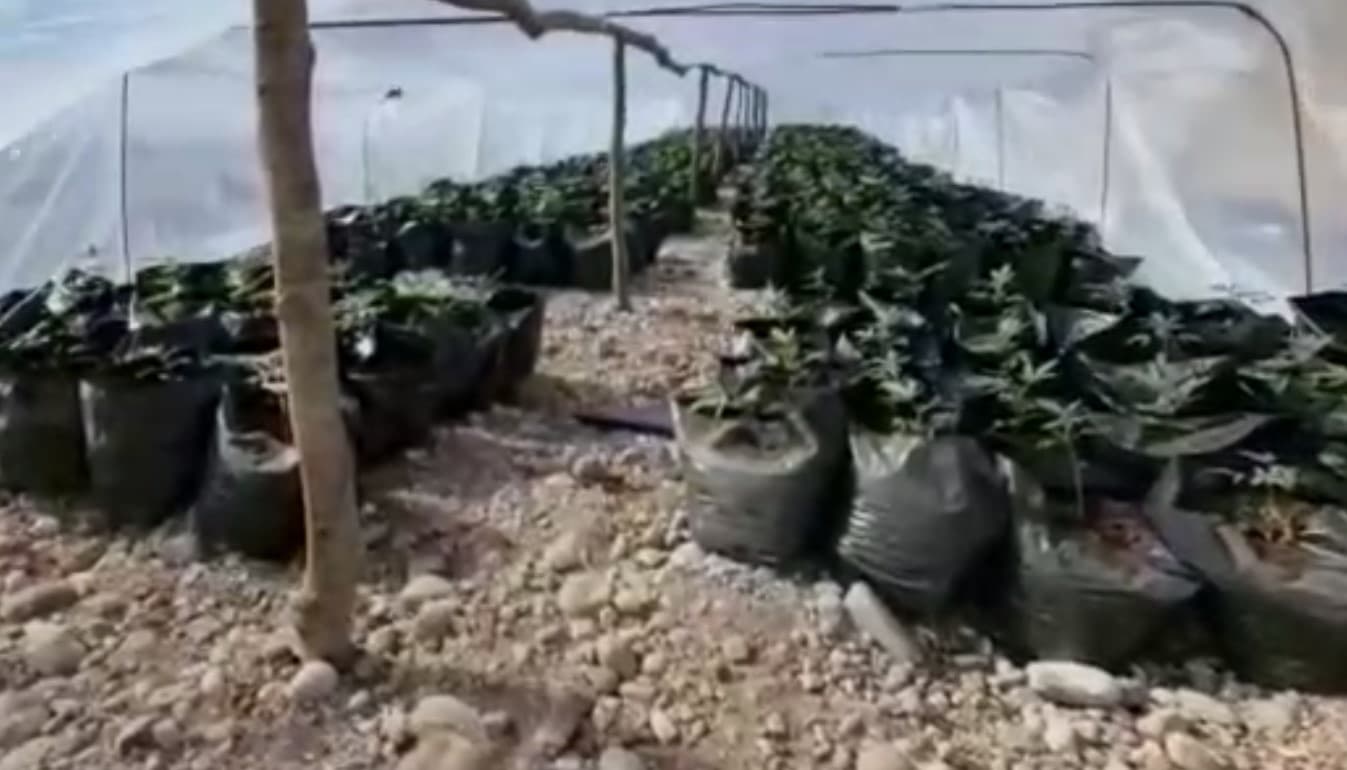 Zbulohen 27 serra me 8 mijë fidanë kanabis në Koplik