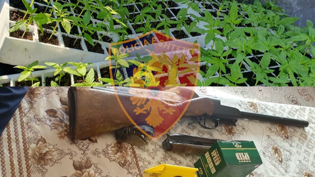 Shqipëri, kultivuan 182 fidane të kanabisit, arrestohet 49-vjeçarja - në kërkim bashkëshorti i saj