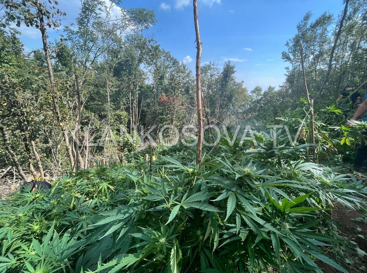 Policia asgjëson rreth 20 mijë bimë kanabis në kufi me Shqipërinë (FOTO)