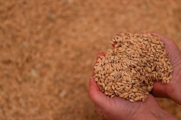 Fermerët spanjollë ankohen pas ndalimit të pesticideve nga BE-ja
