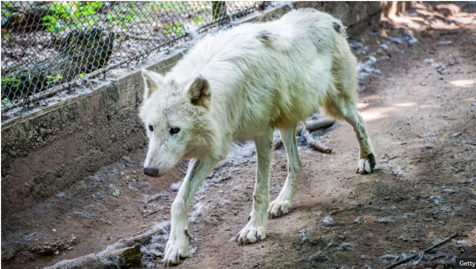 Një grua sulmohet nga ujqërit në një park të kafshëve afër Parisit