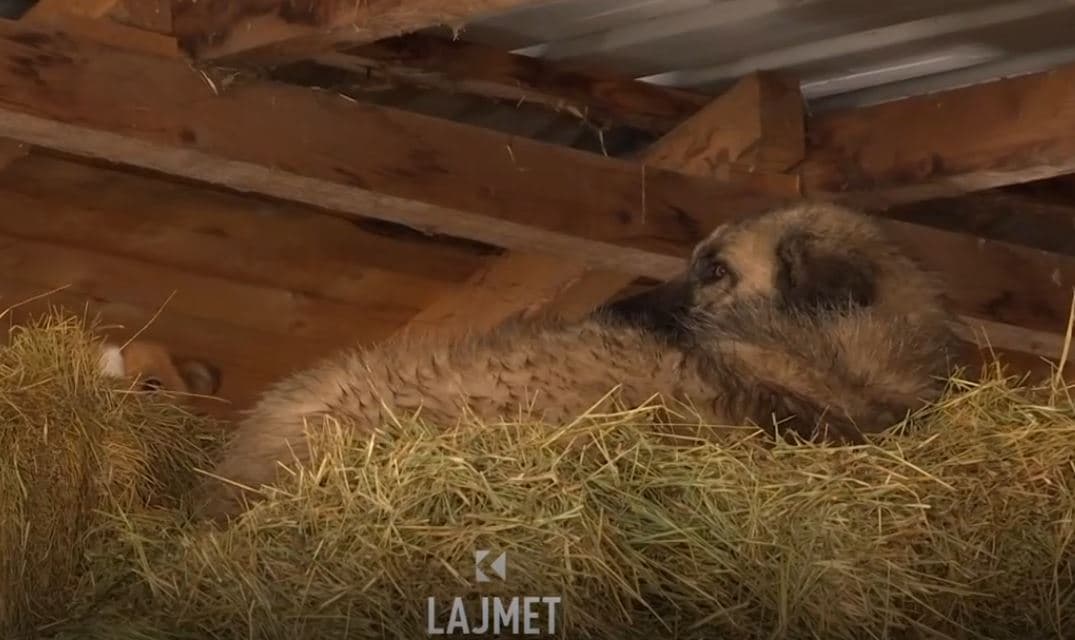 Vërshimet në Lismir: Uji ngujon rreth 500 dele në një stallë (VIDEO)