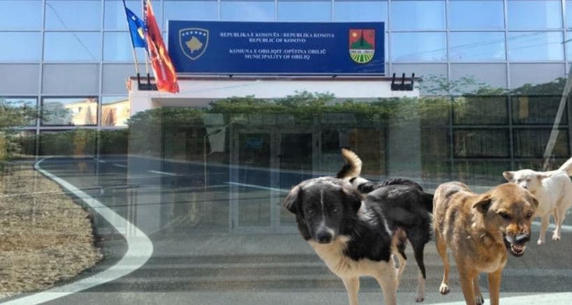 Vaksinimi i qenve endacakë, asfaltimi i rrugëve dhe furnizimet në Obiliq - zbulohen shkeljet në tenderë