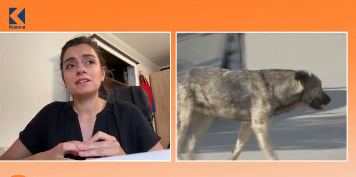 Qentë endacakë, sfidë e vazhdueshme në Kosovë, ku është problemi? (VIDEO)